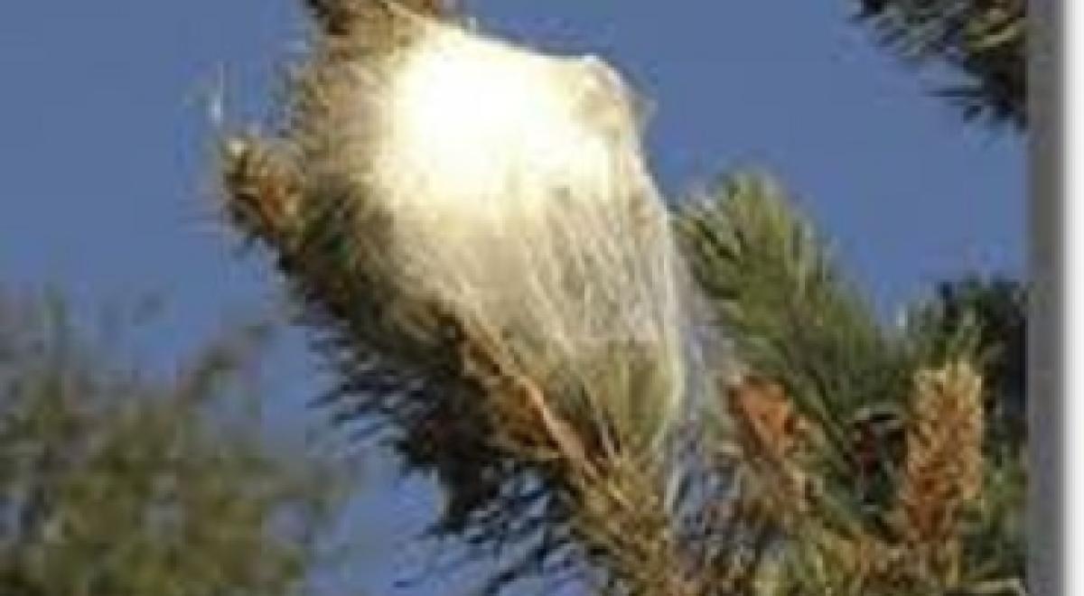 Chenille processionnaire